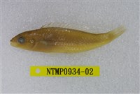 藏品(斷紋紫胸魚)的圖片